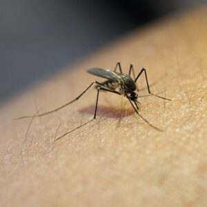 Mosquitoes / Ticks / Fleas