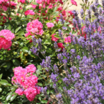 Floral-Background
