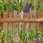 Herbal-background