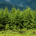 Woods-Earth-background